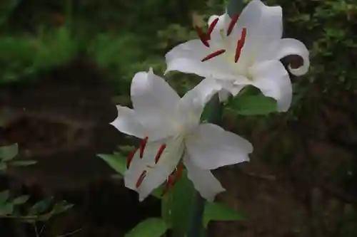 開成山大神宮の庭園