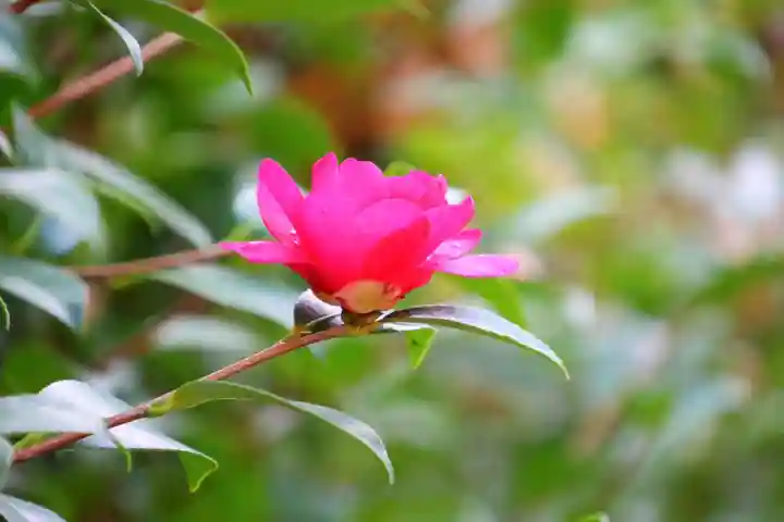 八幡神社の自然