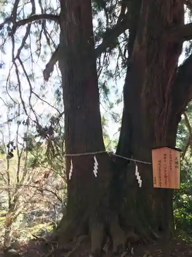 大山阿夫利神社本社の自然