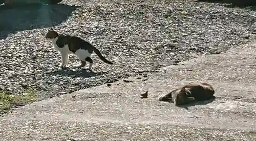 阿邪訶根神社の動物