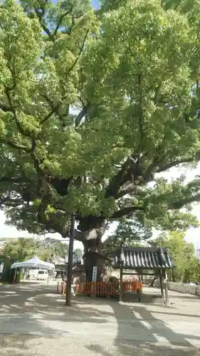 百舌鳥八幡宮の手水舎