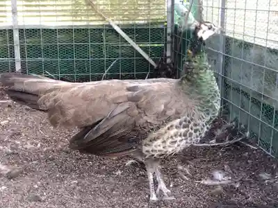 福井県護国神社(福井県)