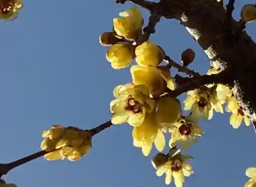 沙沙貴神社の自然
