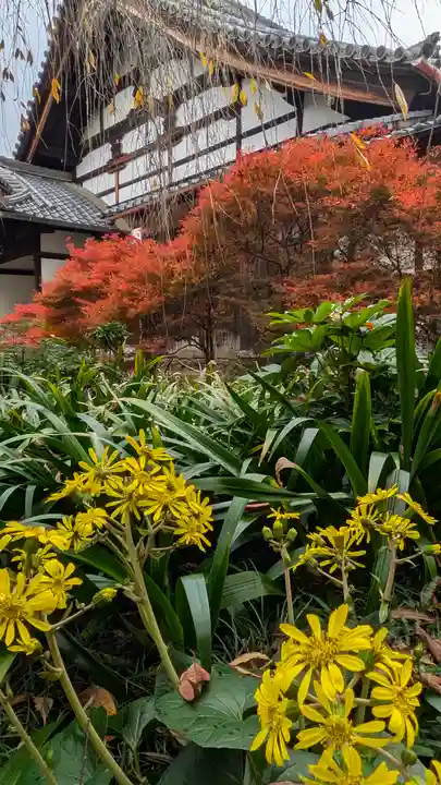 興聖寺(京都府)