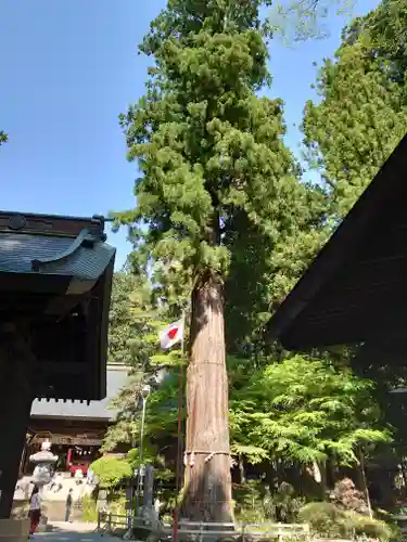 河口浅間神社の自然
