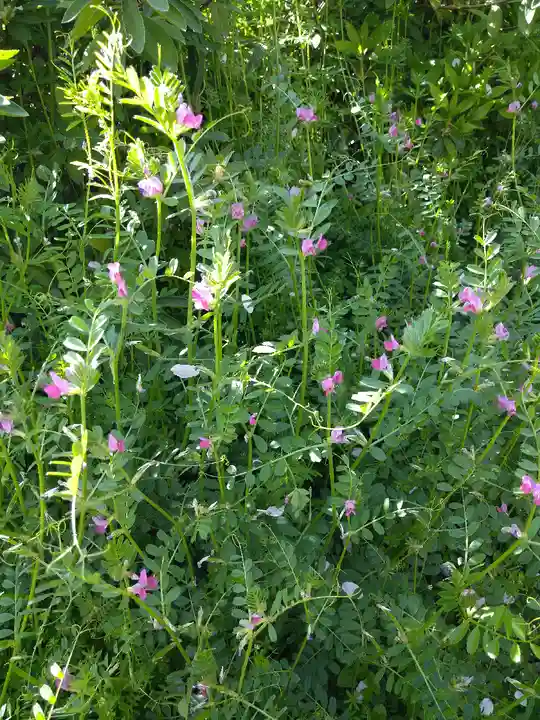 天御柱神社の自然
