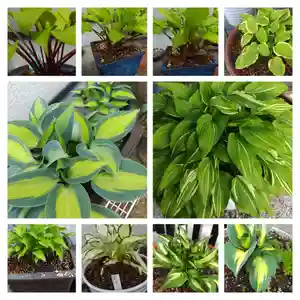 道證寺(広島県)(2022年05月31日(火) 22時10分40秒投稿)