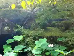 大洞院の庭園