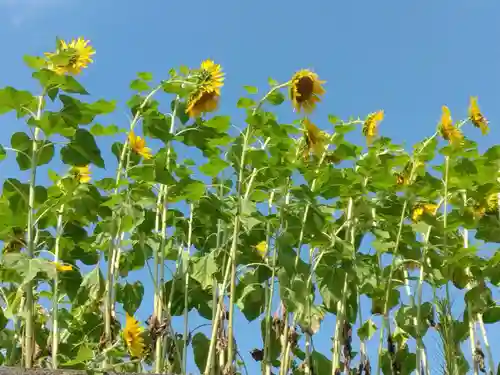 伊勢山皇大神宮(神奈川県)