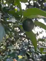 梅宮神社の自然