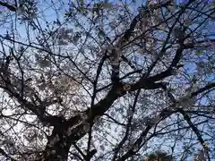 矢口氷川神社の自然