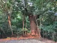 月夜見宮(豊受大神宮別宮)の自然