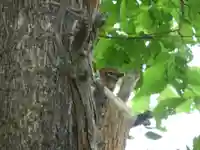 留辺蘂神社の動物