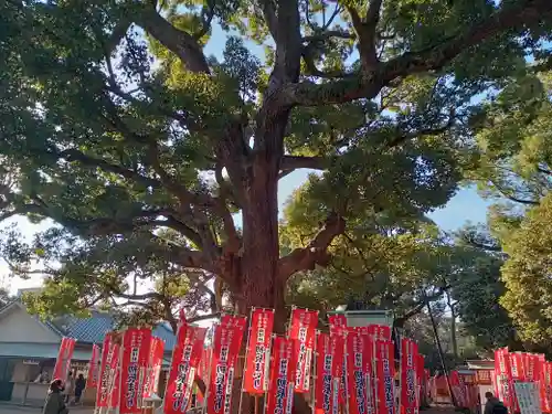 楠珺社（住吉大社末社）の自然