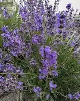 上富良野神社の庭園