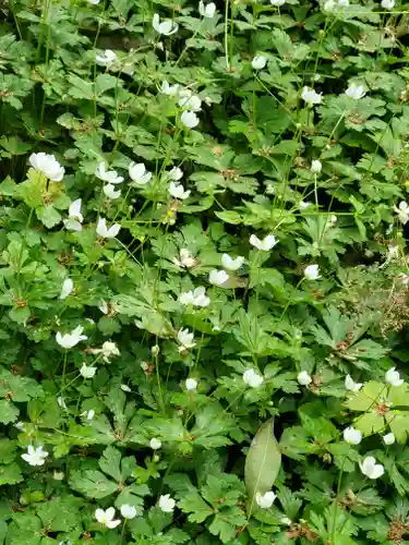野木神社の自然