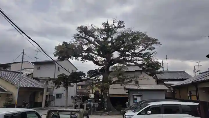 櫟谷七野神社(京都府)