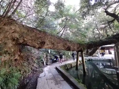 鹿島神宮の自然
