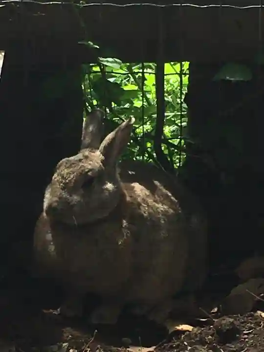 太子堂八幡神社の動物