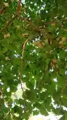 伊那下神社の自然