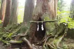 戸隠神社奥社の自然