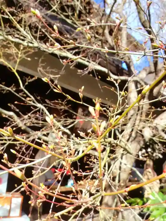 猿田彦神社(東京都)