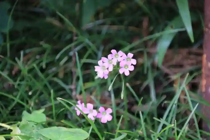 神炊館神社 ⁂奥州須賀川総鎮守⁂の自然