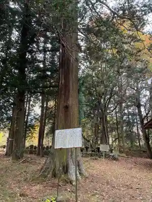 巨麻神社の自然