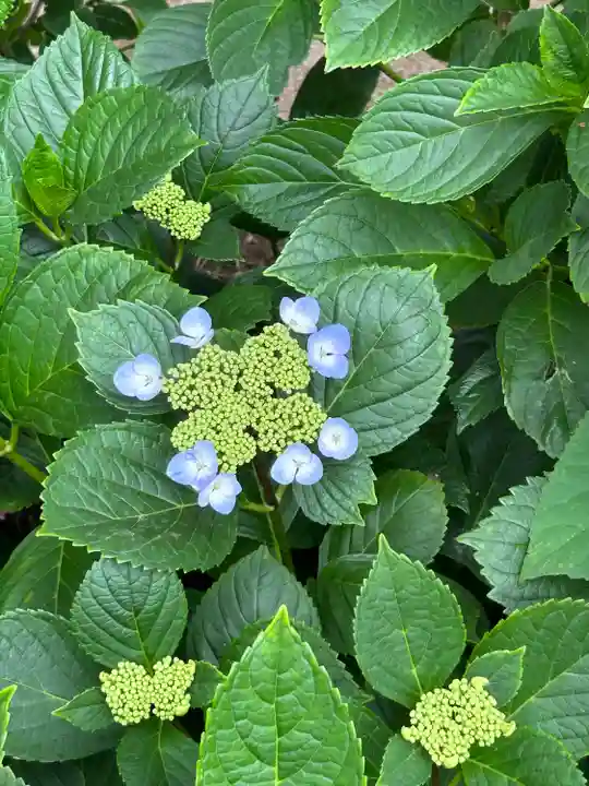 能護寺(埼玉県)