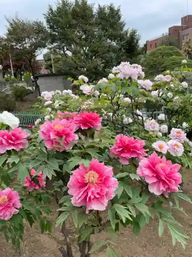 箭弓稲荷神社の{uncategorized: "未分類", other: "その他", undefined: "問題あり", building: "その他建物", grave: "お墓", sacred_gate: "鳥居", guardian: "狛犬", statue: "像", buddha: "仏像", history: "歴史", nature: "自然", garden: "庭園", animal: "動物", pagoda: "塔", temizu: "手水舎", mountain_gate: "山門・神門", sanctuary: "本殿・本堂", subordinate: "末社・摂社", art: "芸術", scenery: "景色", jizo: "地蔵", ema: "絵馬", goshuin: "御朱印", omikuji: "おみくじ", items: "授与品その他", amulet: "お守り", goshuincho: "御朱印帳", eats: "食事", festival: "お祭り", votive_dance: "神楽", shichigosan: "七五三参", wedding: "結婚式", experience: "体験その他", initially: "初詣", around: "周辺", anti_infection: "感染症対策"}