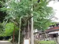 上日寺(富山県)