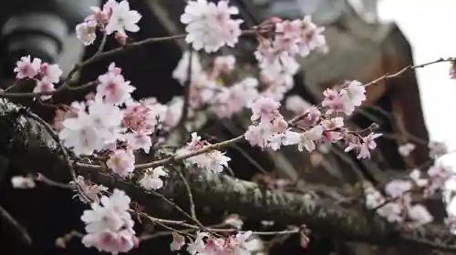 平野神社の自然