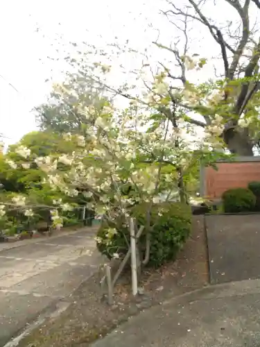 阿智神社の自然
