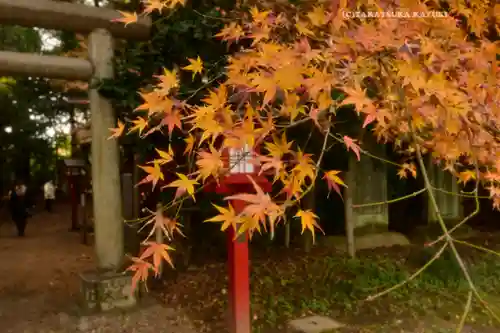 鷲宮神社(埼玉県)