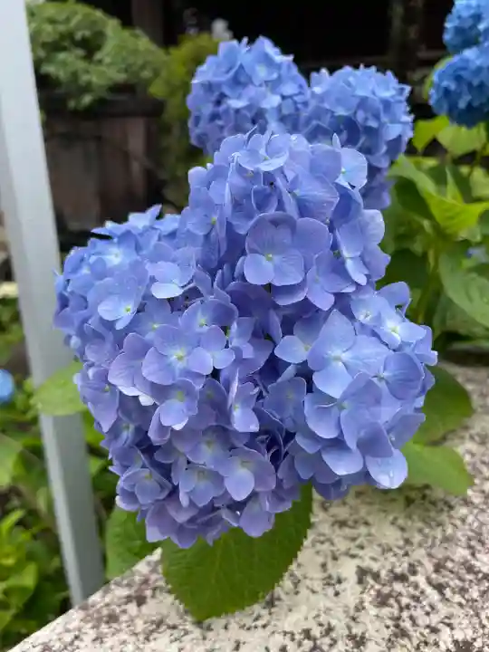 白山神社の自然