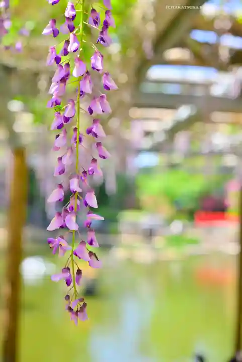 越ヶ谷久伊豆神社(埼玉県)