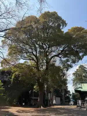 篠原八幡神社の{uncategorized: "未分類", other: "その他", undefined: "問題あり", building: "その他建物", grave: "お墓", sacred_gate: "鳥居", guardian: "狛犬", statue: "像", buddha: "仏像", history: "歴史", nature: "自然", garden: "庭園", animal: "動物", pagoda: "塔", temizu: "手水舎", mountain_gate: "山門・神門", sanctuary: "本殿・本堂", subordinate: "末社・摂社", art: "芸術", scenery: "景色", jizo: "地蔵", ema: "絵馬", goshuin: "御朱印", omikuji: "おみくじ", items: "授与品その他", amulet: "お守り", goshuincho: "御朱印帳", eats: "食事", festival: "お祭り", votive_dance: "神楽", shichigosan: "七五三参", wedding: "結婚式", experience: "体験その他", initially: "初詣", around: "周辺", anti_infection: "感染症対策"}