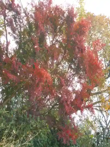 理智光寺跡（理智光寺址）＜史跡＞の自然