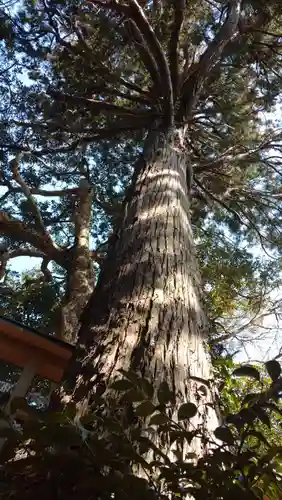 猿田神社の自然