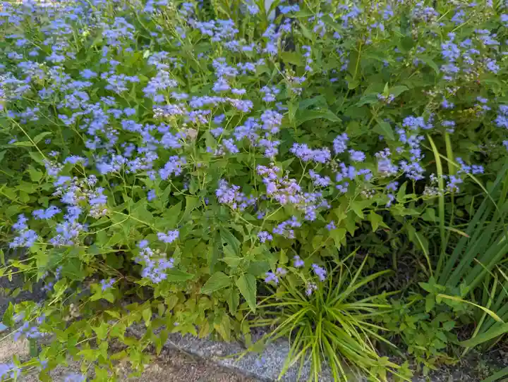 粟嶋堂宗徳寺の自然