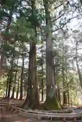 河口浅間神社の自然