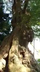 鹿島神社の自然