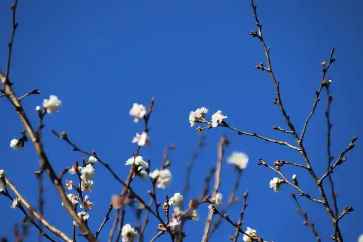 開成山大神宮の庭園