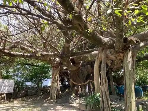 柏島稲荷神社の自然