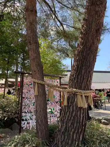 櫻木神社の自然