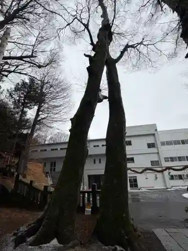 手長神社の{uncategorized: "未分類", other: "その他", undefined: "問題あり", building: "その他建物", grave: "お墓", sacred_gate: "鳥居", guardian: "狛犬", statue: "像", buddha: "仏像", history: "歴史", nature: "自然", garden: "庭園", animal: "動物", pagoda: "塔", temizu: "手水舎", mountain_gate: "山門・神門", sanctuary: "本殿・本堂", subordinate: "末社・摂社", art: "芸術", scenery: "景色", jizo: "地蔵", ema: "絵馬", goshuin: "御朱印", omikuji: "おみくじ", items: "授与品その他", amulet: "お守り", goshuincho: "御朱印帳", eats: "食事", festival: "お祭り", votive_dance: "神楽", shichigosan: "七五三参", wedding: "結婚式", experience: "体験その他", initially: "初詣", around: "周辺", anti_infection: "感染症対策"}
