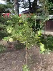 福田寺の自然