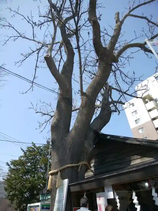 札幌諏訪神社の自然