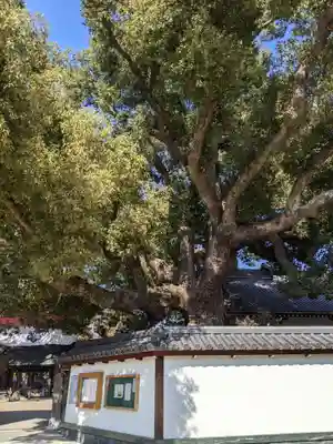 大聖観音寺（あびこ観音）の自然