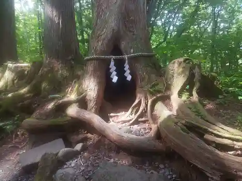 戸隠神社奥社の自然